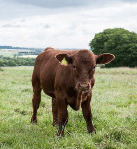 cow in a field