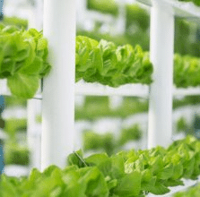 Green plants growing in a hi-tech setting Cornwall