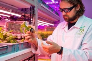 Scientist with lettuce plants