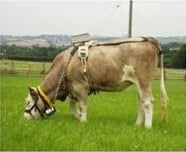 Cow with sensors to monitor activity