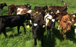 Group of calves in a field