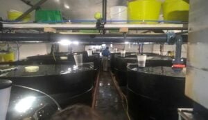 Fish vats in Dorset Cleanerfish