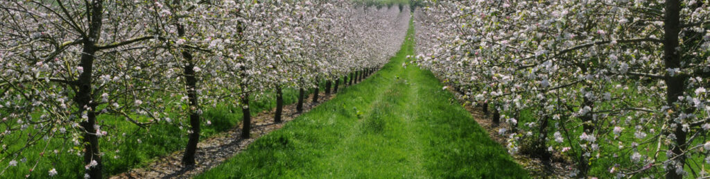 Fruit trees in bloom