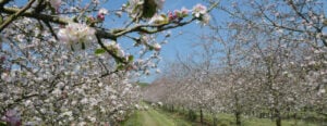 Orchard with trees in bloom