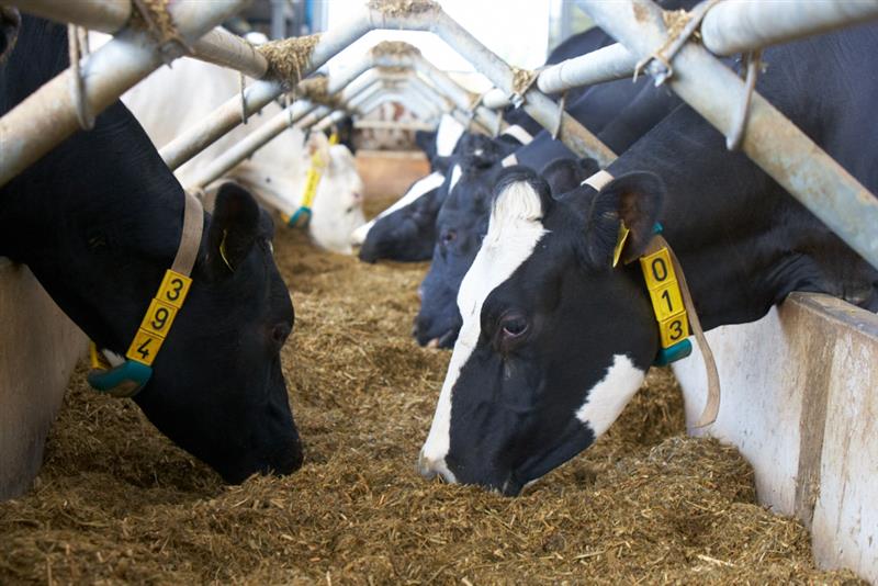 Cows eating from a large food trough